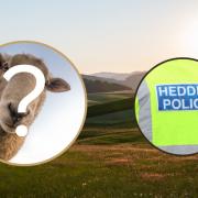 Eight sheep from Deeside are missing as one sheep was found slaughtered and another shot!