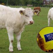 Main image: Charolais cows
Inset: Police jacket