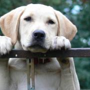 Animal rescue urging struggling pet owners consider pet foodbanks before abandoning