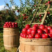 Wrexham suburb to plant community orchard with 20 Welsh fruit trees