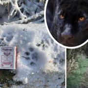 Tracks found in the snow, a 'big cat' caught on video, and (inset) a black panther.