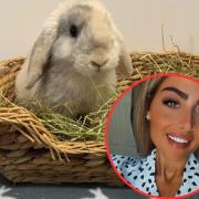 Paige Hadlow (inset) has rescued over two-hundred bunnies and they're now based at her Wrexham home.