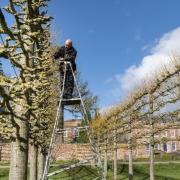 THE ANNUAL task of pleaching a 168 lime trees at Erddig is underway.
