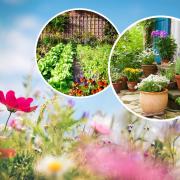 Are you a plants or produce gardener? Share your greenfingered success.