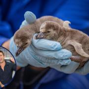 Main image of the penguin chicks / Inset of Ryan Reynolds and Rob McElhenney.