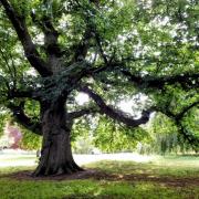 Acton Chestnut Tree