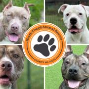 Clockwise from top left: Buttercup, Enzo, Stitch and Butch (All images: NCAR)