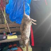 One of the rats caught in Smithfield Ward