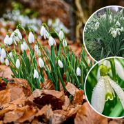 Members of the Leader Camera Club look at snowdrops.