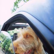 RSPCA Cymru have launched a campaign about the dangers of leaving dogs in cars during warm weather.