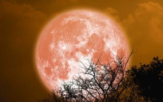 The Beaver Moon is the penultimate full moon of 2023