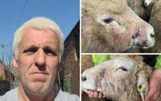 Paul Jones and some of his injured sheep (Images provided by Paul Jones)